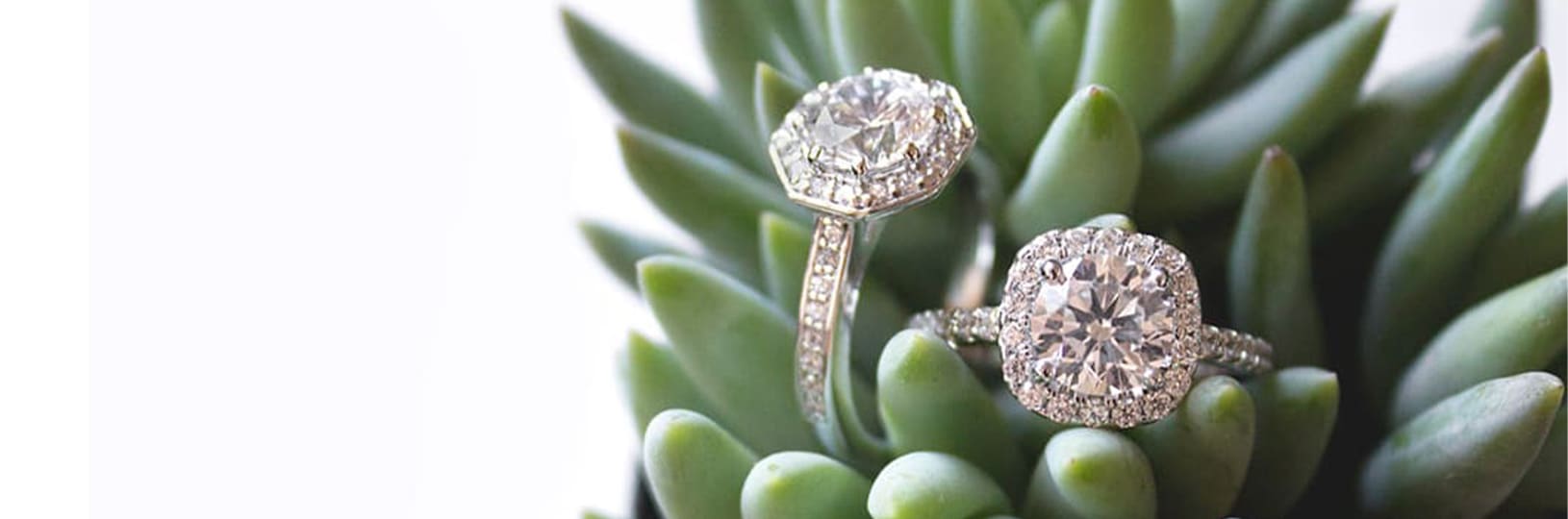Two dazzling engagement rings placed upon a succulent